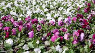 Çiçek tarlasında, güzel çiçekler rüzgardan hareket eder. Hanım evlatları