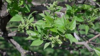 Rüzgarda hareket eden güzel bir dal.