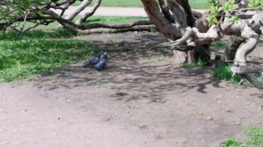 Güvercinler parkta öpüşürler. Kuşlar.