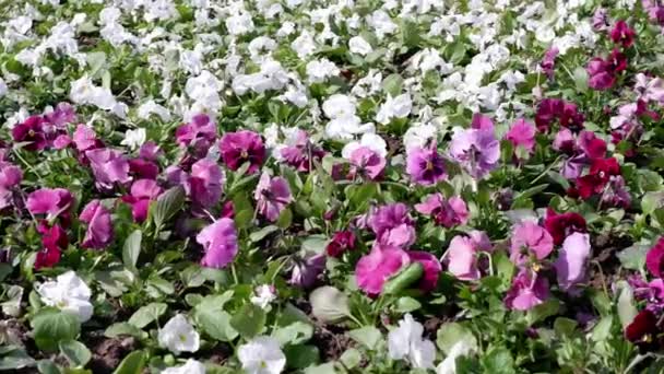 Dans Lit Fleurs Belles Fleurs Déplacent Vent Des Culottes — Video