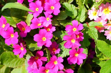 Adı Hardy Primrose. Bitkiler. Doğa. Çiçekler mor..