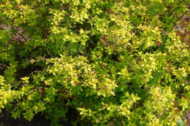 Güzel sarı bir dal. Bitkiler.