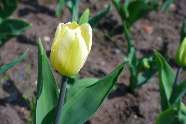 Tulipano Giallo Sfondo Sfocato Piante Natura — Foto Stock