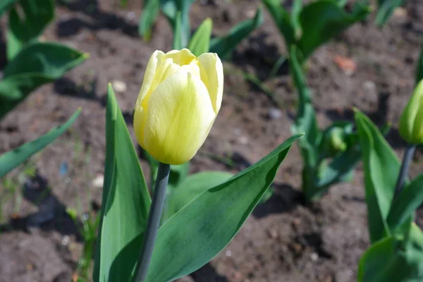 Tulipano Giallo Sfondo Sfocato Piante Natura — Foto Stock