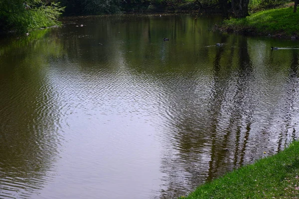 Teich Park Ein Schöner Natürlicher Ort — Stockfoto