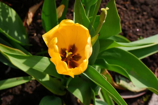 Nombre Flor Amarilla Tulipán Hermosa Flor Sobre Fondo Borroso —  Fotos de Stock
