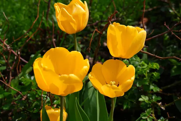 Nome Dei Fiori Gialli Tulipani Bellissimi Fiori Crescono Giardino — Foto Stock