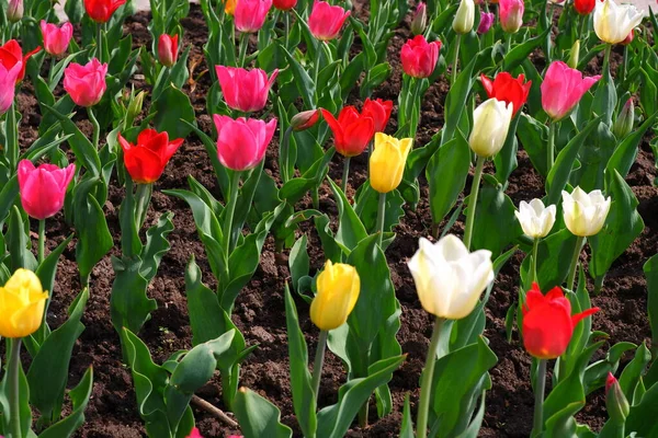 Name Flowers Tulips Beautiful Flowers Grow Garden Bed — Stock Photo, Image
