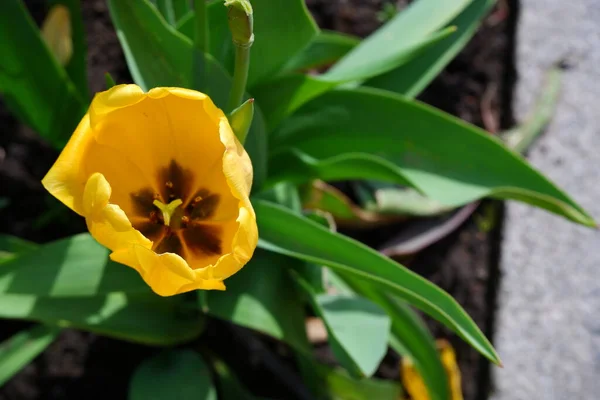 Nome Del Fiore Giallo Tulipano Bellissimo Fiore Uno Sfondo Sfocato — Foto Stock