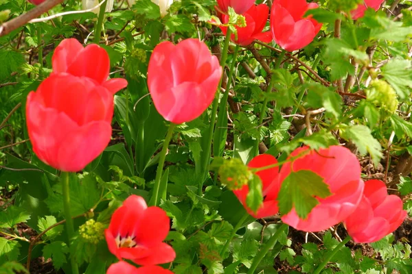 Bahçede Güzel Kırmızı Laleler Yetişiyor — Stok fotoğraf