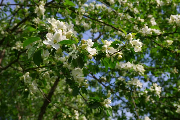 Bela Árvore Floração Contra Céu — Fotografia de Stock