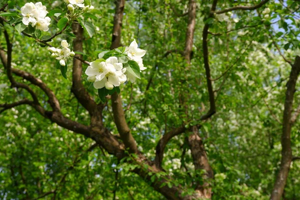 Bela Árvore Floração Contra Céu — Fotografia de Stock