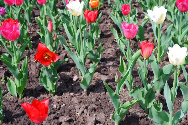 Name Flowers Tulips Beautiful Flowers Grow Garden Bed — Stock Photo, Image