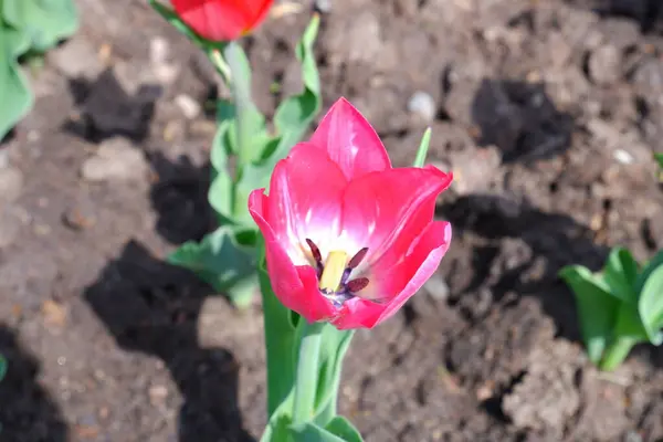 Bellissimo Tulipano Rosso Fiore Sparso Nel Giardino — Foto Stock