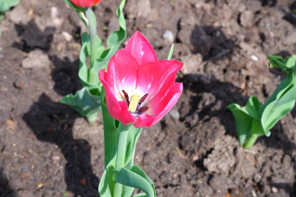 Bellissimo Tulipano Rosso Fiore Sparso Nel Giardino — Foto Stock