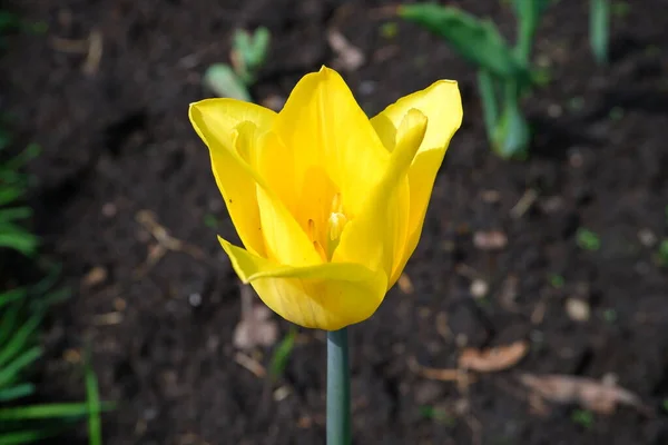 Nome Del Fiore Giallo Tulipano Bellissimo Fiore Uno Sfondo Sfocato — Foto Stock