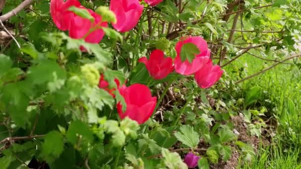 Червоні Тюльпани Махають Вітром Природа Рослини — стокове відео