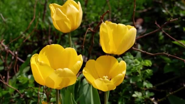 Żółte Tulipany Poruszają Się Wietrze Przyroda Rośliny — Wideo stockowe