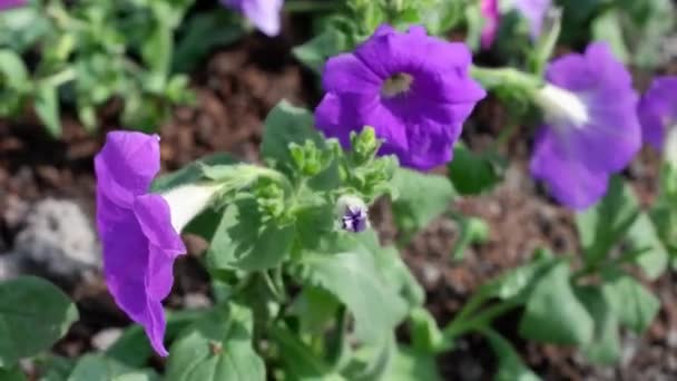 Naam Van Bloemen Petunia Hybride Mooie Paarse Bloemen Fladderen Wind — Stockvideo