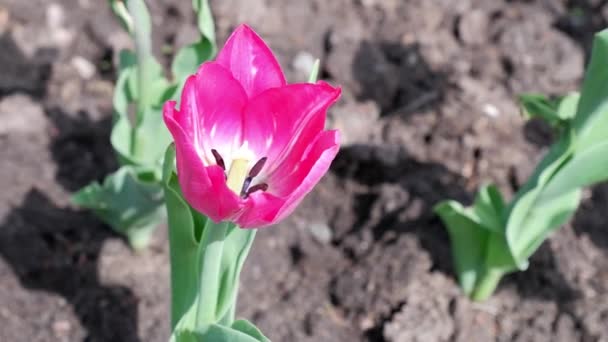 Nome Del Fiore Rosso Tulipano Bel Fiore Sviluppa Nel Vento — Video Stock