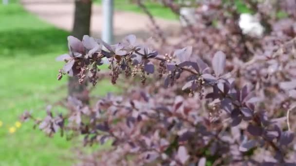 Ein Lila Zweig Eines Baumes Entwickelt Sich Wind — Stockvideo