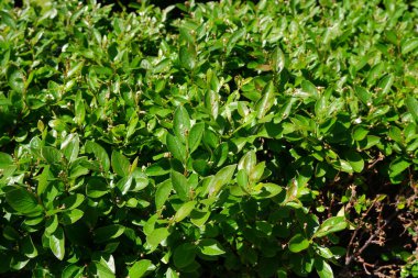 Güzel, yeşil, ergen bir çalı. Parkta..