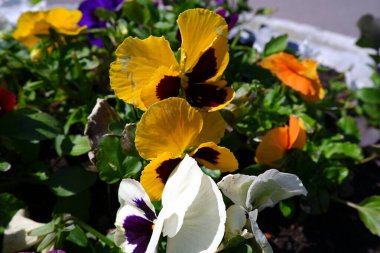 Hanım evlatları. Parktaki bir çiçeklikte büyüyorlar..