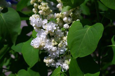 Beyaz leylak çalısı. Çalılar çiçek açıyor..