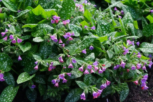 Belles Fleurs Violettes Des Plantes Nature — Photo