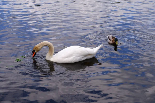 Cisne Branco Nada Lagoa — Fotografia de Stock