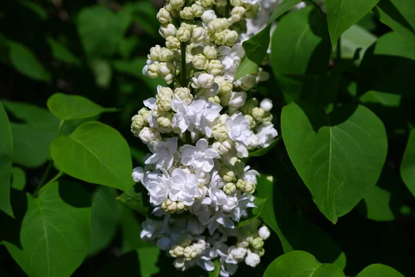White Lilac Bush Bush Blooming — Stock Photo, Image