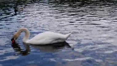 Beyaz Lebid gölette yüzüyor. 4K
