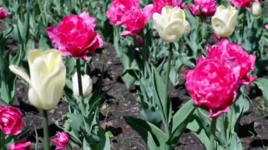 Laleler rüzgarda hareket ediyor. Çiçekler..