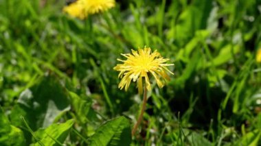 Bulanık arkaplanda sarı karahindiba.