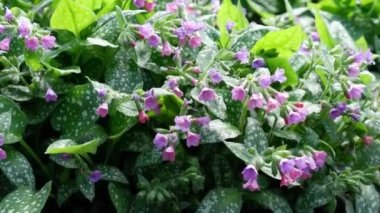 Mor çiçekler rüzgarda hareket eder. 4 bin. Video.