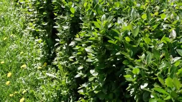 Zahradě Roste Keř Lesklé Paprsky Dopadají Listí Keře — Stock video