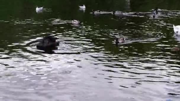 Black Swan Swims Pond Eats — Stock Video