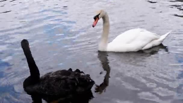 Schwarzer Und Weißer Schwan Schwimmt Teich — Stockvideo