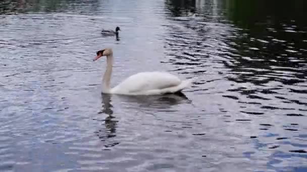 White Lebid Swims Pond — Stock Video