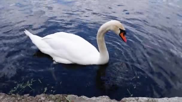 White Lebid Swims Pond — Stock Video