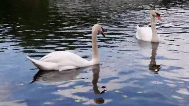 White Lebidis Swimming Pond — Stock Video