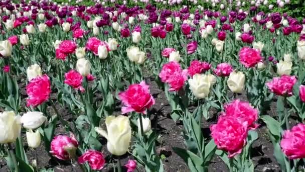 Tulipány Pohybují Větru Květy — Stock video