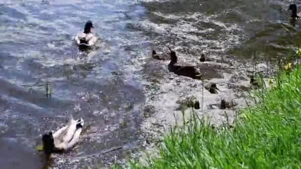 Ente Mit Entchen Schwimmt Teich — Stockvideo