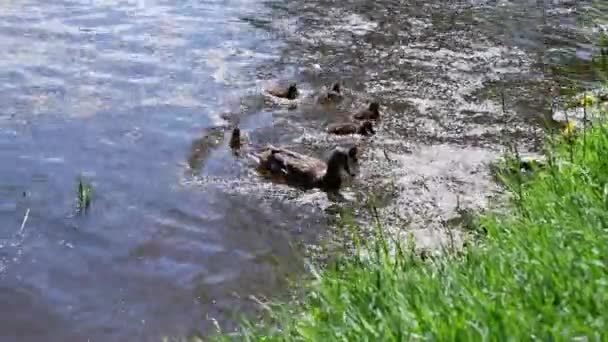 Kaczka Kaczątkami Pływa Stawie — Wideo stockowe