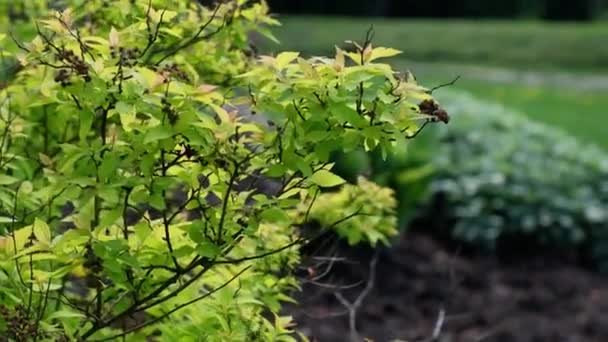 Una Rama Arbusto Mueve Viento Plantas — Vídeo de stock