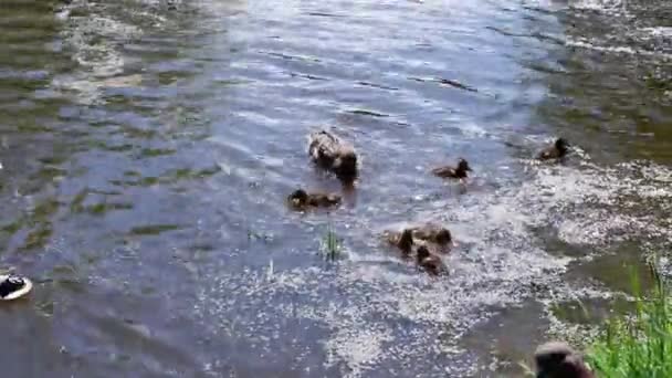 Kaczka Kaczątkami Pływa Stawie — Wideo stockowe