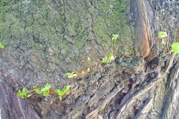 Texture Écorce Arbre Convient Pour Les Milieux — Photo