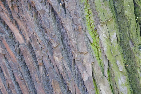 Texture Écorce Arbre Convient Pour Les Milieux — Photo