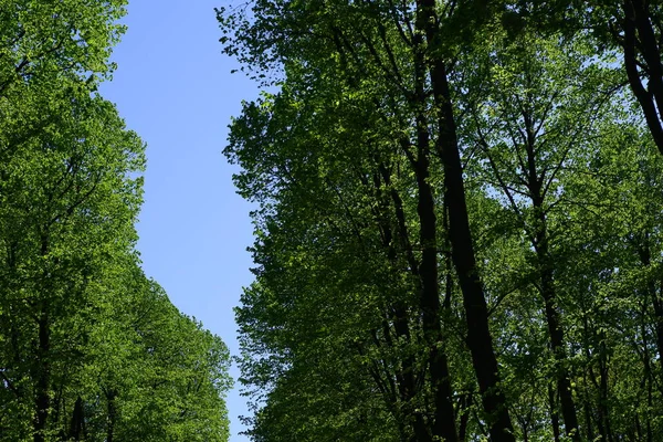 Des Arbres Dans Parc Fond Bleu Ciel — Photo