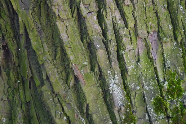 Textura Corteza Árbol Adecuado Para Fondos —  Fotos de Stock